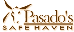 Pasado’s Safe Haven